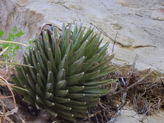 Agave victoriae-reginae