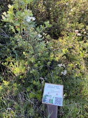 Osteomeles anthyllidifolia