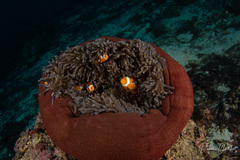 Amphiprion ocellaris