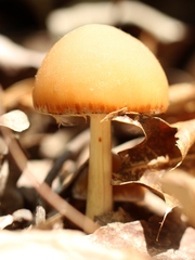 Psathyrella pseudovernalis