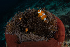 Amphiprion ocellaris