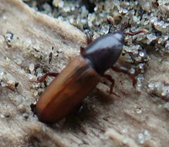 Mesites pallidipennis