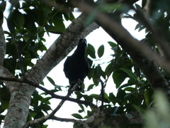 Corvus jamaicensis