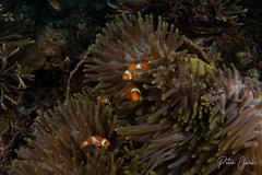 Amphiprion ocellaris