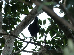 Corvus jamaicensis
