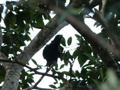Corvus jamaicensis