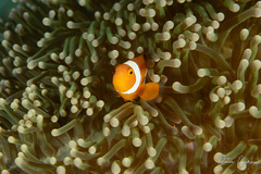 Amphiprion ocellaris