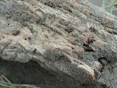 Mesites pallidipennis