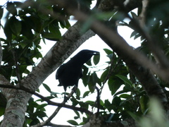 Corvus jamaicensis
