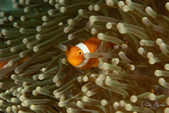Amphiprion ocellaris