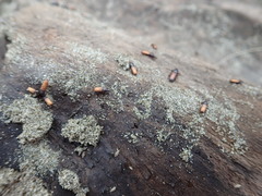 Mesites pallidipennis