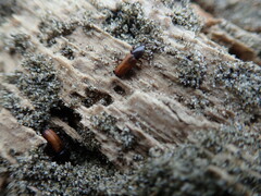 Mesites pallidipennis