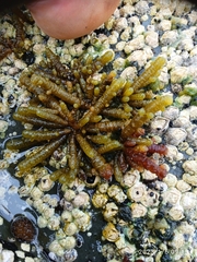 Splachnidium rugosum