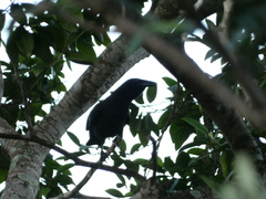 Corvus jamaicensis