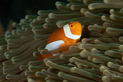 Amphiprion ocellaris