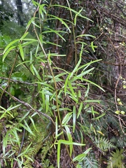 Parsonsia capsularis