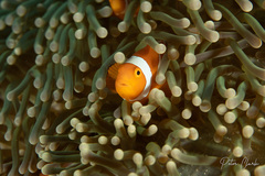 Amphiprion ocellaris
