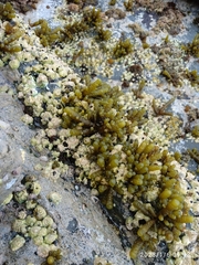 Splachnidium rugosum