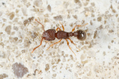 Tetramorium lanuginosum