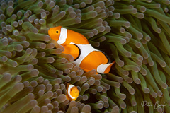 Amphiprion ocellaris