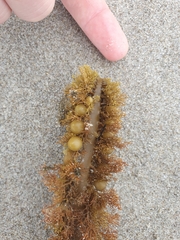 Carpophyllum plumosum