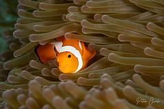 Amphiprion ocellaris