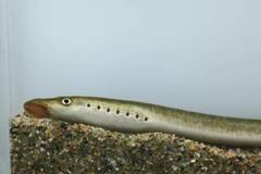 Lethenteron camtschaticum