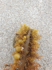 Carpophyllum plumosum