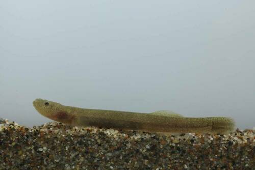 Flat-headed goby (Luciogobius guttatus) — Gobiidae