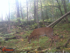 Odocoileus virginianus