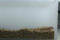 Gymnogobius castaneus