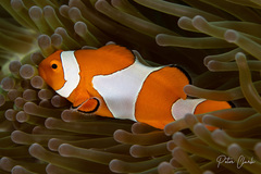 Amphiprion ocellaris