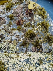 Splachnidium rugosum