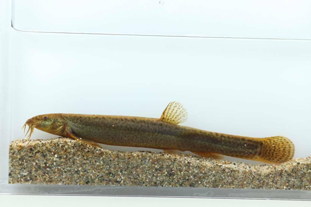 Amur Weatherfish