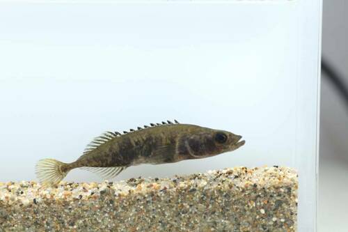 Pungitius polyakovi