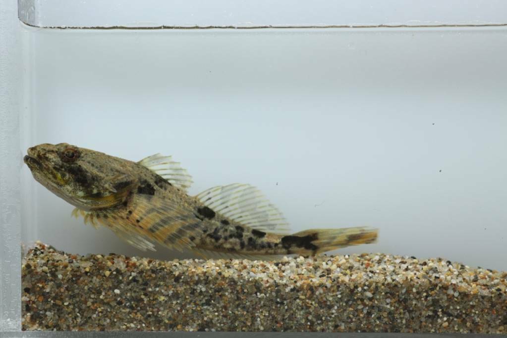 Belligerent sculpin (Megalocottus platycephalus) — Cottidae