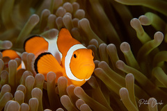Amphiprion ocellaris