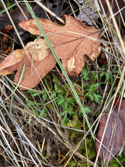 Lomatium utriculatum