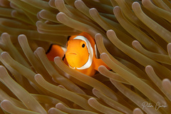 Amphiprion ocellaris