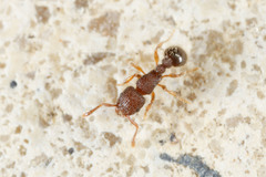 Tetramorium lanuginosum