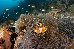 Amphiprion ocellaris