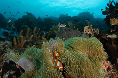 Amphiprion ocellaris