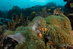 Amphiprion ocellaris