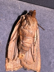Epiglaea decliva