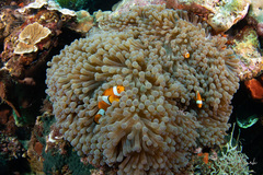 Amphiprion ocellaris