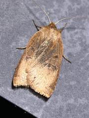 Epiglaea decliva