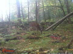 Odocoileus virginianus