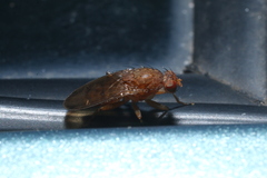 Suillia quinquepunctata