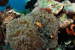 Amphiprion ocellaris