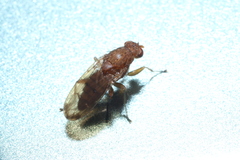 Suillia quinquepunctata